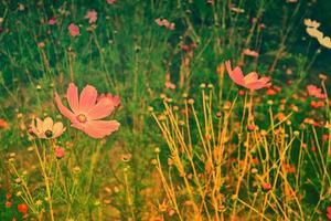 fleurs cosmos colorées sur fond de paysage d'été. photo