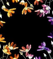 fleurs de cosmos colorées lumineuses isolées sur fond noir. photo