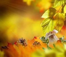 forêt d'automne. paysage d'automne avec un feuillage coloré et lumineux. été indien. photo