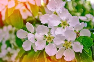 pomme de branche en fleurs. photo