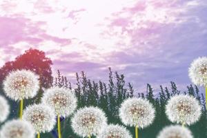 fleur de pissenlit moelleuse sur fond de paysage d'été. photo