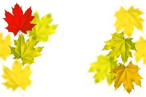 feuilles d'automne aux couleurs vives photo