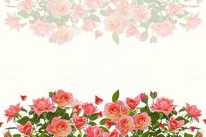 cinq roses sur fond blanc. fond floral photo