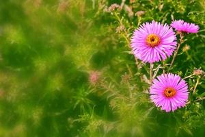 fleurs de chrysanthème colorées sur fond de paysage d'automne photo