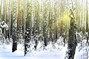 paysage d'hiver. bosquet de bouleaux photo