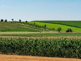 balles de foin en forme de cylindre dans les champs d'alsace. photo