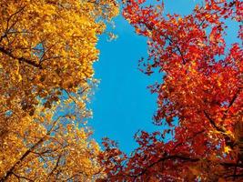 couleurs d'automne dans la ville de strasbourg. jaune, rouge, orange photo