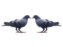 une paire de pigeons sur fond blanc photo