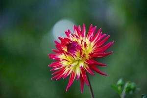 gros plan de dahlia bicolore sur fond vert. fleur de jardin rouge et jaune dans une macro photographie de jour d'été. papier peint floral de forme ronde de dahlia de fleur inhabituel. photo