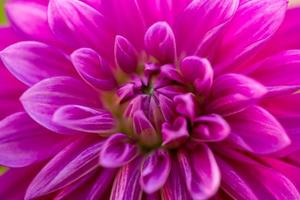 photo en gros plan de fleur de dahlia pourpre dans une journée d'automne ensoleillée. pétales roses d'une macro photographie de fleurs de jardin un jour d'été. motif floral de bourgeon de dahlia violet fleuri.