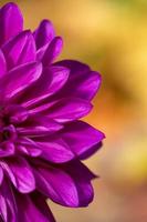 photo en gros plan de fleur de dahlia pourpre dans une journée d'automne ensoleillée. pétales roses d'une macro photographie de fleurs de jardin un jour d'été. motif floral de bourgeon de dahlia violet fleuri.