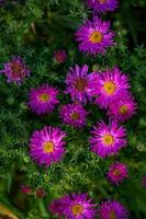 Fleurs d'aster de Nouvelle-Angleterre lilas en fleurs sur une journée d'été ensoleillée en gros plan. michaelmas-marguerite poilue de jardin avec des pétales violets au soleil un jour d'automne. une clairière de fleur violette sur fond vert. photo