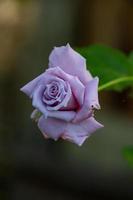 rose pâle rose macro photographie en été. rose de jardin violet clair sur fond vert photo de jardin.