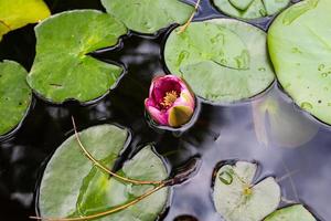 fleur de nénuphar dans l'étang. feuilles de nénuphar sur l'eau en été. fond floral plante fleur aquatique. photo