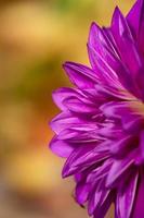 photo en gros plan de fleur de dahlia pourpre dans une journée d'automne ensoleillée. pétales roses d'une macro photographie de fleurs de jardin un jour d'été. motif floral de bourgeon de dahlia violet fleuri.