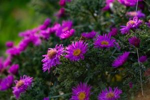 Fleurs d'aster de Nouvelle-Angleterre lilas en fleurs sur une journée d'été ensoleillée en gros plan. michaelmas-marguerite poilue de jardin avec des pétales violets au soleil un jour d'automne. une clairière de fleur violette sur fond vert. photo