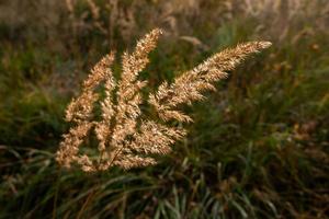 prairie sèche illuminée par le soleil un jour d'automne. une plante poa d'oreille dorée dans le rétroéclairage d'un paysage d'automne. l'herbe de lance sèche la photo en gros plan au soleil.