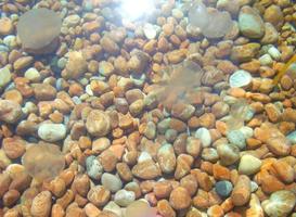 galets de mer sous l'eau et les méduses photo