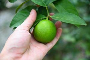 chaux sur un arbre avec main de choix , agrumes de citron vert frais dans le jardin ferme agricole avec fond nature photo