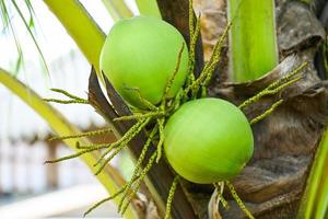 jeunes fruits de noix de coco sur le cocotier, fruits tropicaux de cocotier vert frais sur plante dans le jardin en été photo