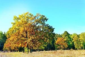 paysage d'automne. arbres colorés colorés dans le parc. photo