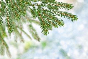 forêt sous le gel. paysage d'hiver. arbres couverts de neige. photo