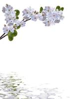 branche de fleurs de cerisier isolé sur fond blanc. photo