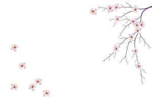 branche fleurie de cerisier isolé sur fond blanc. photo