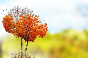 paysage d'automne. beaux arbres d'automne colorés dans le parc photo