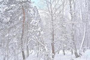 forêt sous le gel. paysage d'hiver. arbres couverts de neige. photo