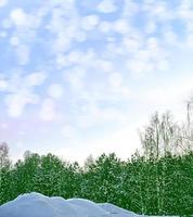 les bois. paysage d'hiver. arbres couverts de neige. fond de noël photo