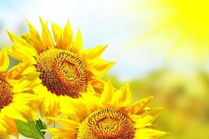 beau champ de tournesols en été. fleurs jaunes photo