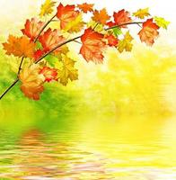 paysage d'automne. belles feuilles. paysage. arbres colorés photo