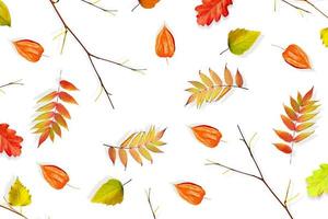 feuilles d'automne isolés sur fond blanc. photo