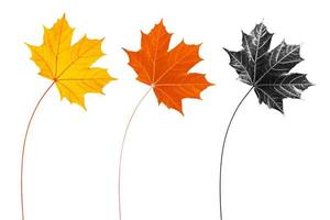 feuilles d'automne aux couleurs vives. la nature photo