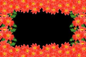 bouquet de fleurs dahlias. fleurs isolées sur fond noir. photo