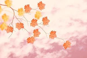 paysage d'automne avec un feuillage coloré et lumineux. été indien. photo