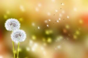 fleur de pissenlit moelleuse sur fond de paysage d'été. photo