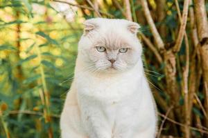 drôle de portrait de chaton blanc domestique à poil court sur fond vert d'arrière-cour. chat britannique marchant à l'extérieur dans le jardin le jour de l'été. concept de santé et d'animaux de soins pour animaux de compagnie. photo