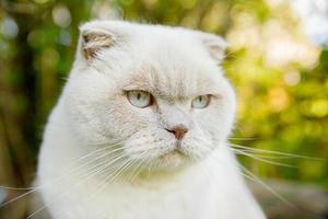 drôle de portrait de chaton blanc domestique à poil court sur fond vert d'arrière-cour. chat britannique marchant à l'extérieur dans le jardin le jour de l'été. concept de santé et d'animaux de soins pour animaux de compagnie. photo