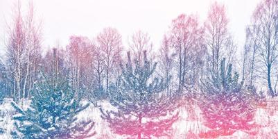 forêt d'hiver gelée avec des arbres couverts de neige. photo