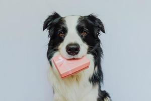 chiot border collie tenant une boîte-cadeau rose dans la bouche isolée sur fond blanc. noël nouvel an anniversaire saint valentin célébration concept actuel. chien de compagnie le jour de vacances donne un cadeau. Je suis désolé. photo