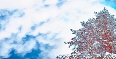 forêt d'hiver gelée avec des arbres couverts de neige. photo