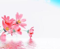 ciel bleu. fleurs cosmos colorées sur fond de paysage d'été. photo