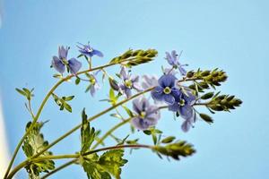 fleurs sauvages me-nots sur le fond du paysage d'été. photo