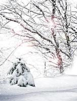 forêt d'hiver. paysage d'hiver. photo