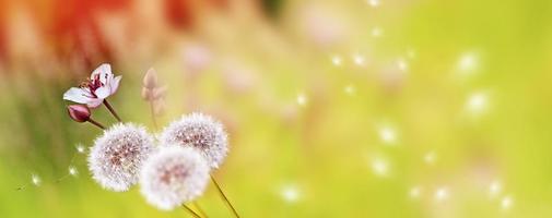 fleur de pissenlit moelleuse sur fond de paysage d'été. photo