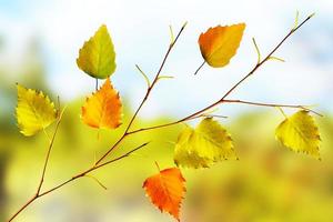 paysage d'automne. belles feuilles. arbres colorés photo