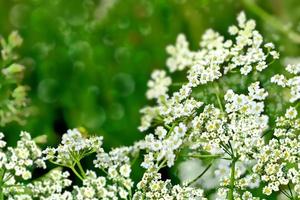 paysage d'été avec des fleurs sauvages photo