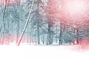 forêt d'hiver. paysage d'hiver. photo